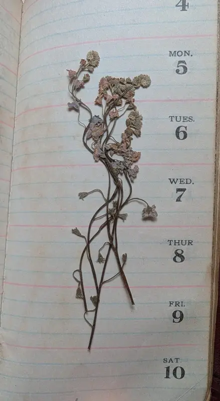 Pressed Flowers